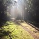 Waldweg, Waldbaden