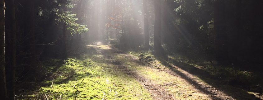 Waldweg, Waldbaden