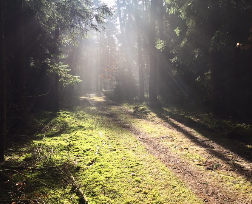 Waldweg, Waldbaden