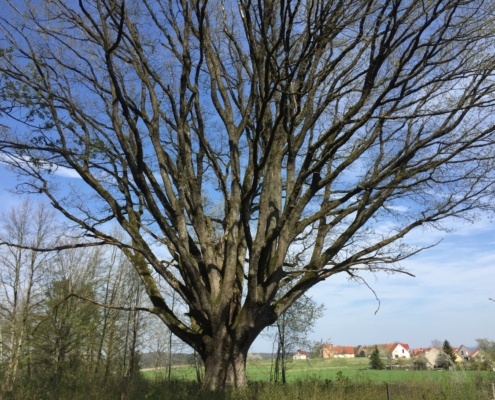 Schnittlinger Eiche, Rundweg zu den Felsenschluchten