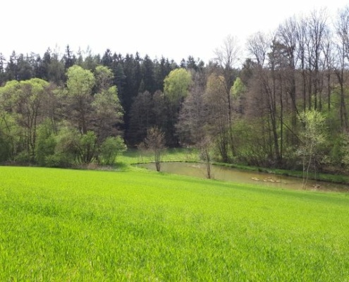 Fischweiher Fünfbronn