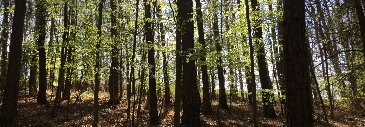 Wald im Sonnenlicht