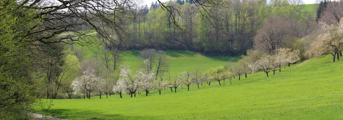 Obstbäume im Spalter Hügelland