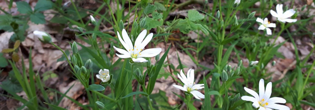 Waldblumen Ausflug Brombachsee