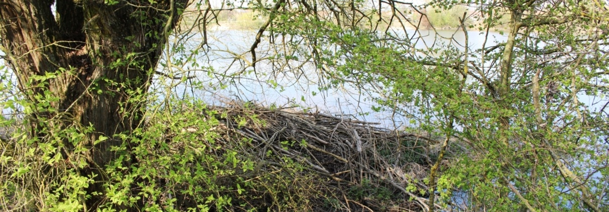 Biberburg am Altmühlsee, Vogelinsel