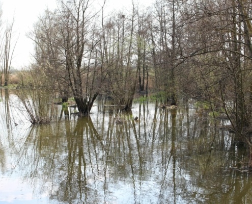 Vogelinsel Auwald