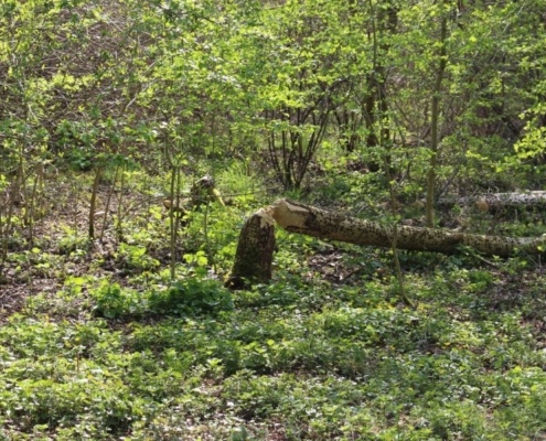 Biberbaum am Vogelinsel