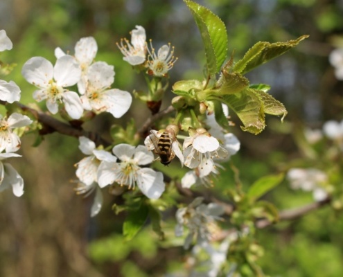 Kirschblüte