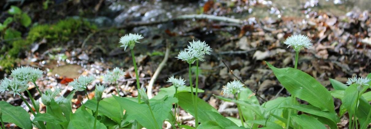 Bärlauch Blüte