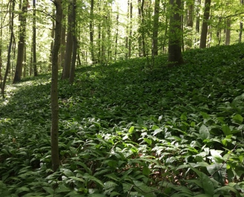 Bärlauch Wald