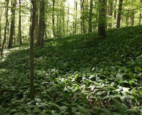 Bärlauch Wald