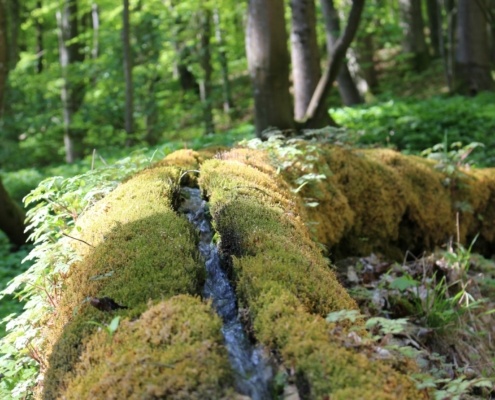 Steinerne Rinne Wolfsbron