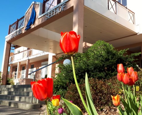 Großaufnahme vom Hoteleingang des Strandhotels Seehof und rechts blühende Tulpen