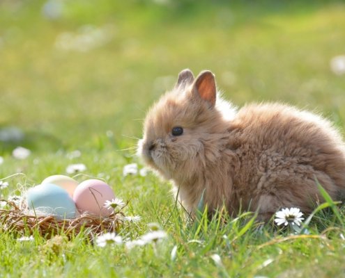 Ostern - Kleines Zwergkaninchen mit hellbraunem Fell vor einem kleinen Osterkorb mit drei Ostereiern drin auf der Wiese