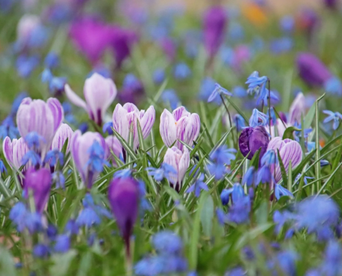 Lila Krokusse und Blausternchen auf der Wiese Frühlingsblüer