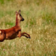 Wild und Wald