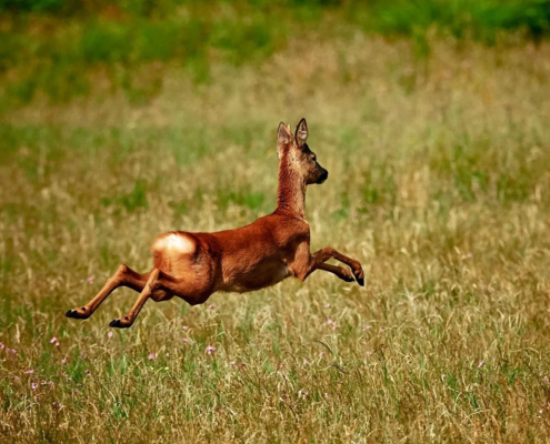 Gedeckter Tisch im Restaurant Wild und Wald