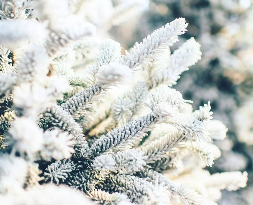 Tannenzweige mit Schnee und Frost Tannen mit Schnee- Winter am Brombachsee