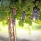 Wein und Küche Brombachsee