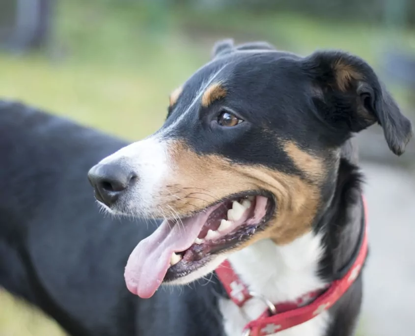 Braun, scharzer Hund mit rotem Halsband, schaut nach links